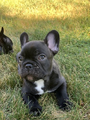 French Bulldog