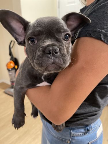 French Bulldog puppy