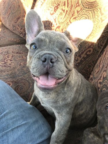 Beautiful blue brindle French bulldog
