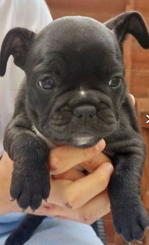 French Bulldog Puppies for sale in West Virginia Ave NE, Washington, DC 20002, USA. price: $1,000