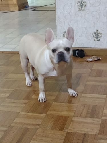 Female French Bulldog