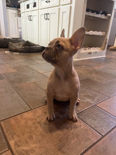 French bulldog male puppy