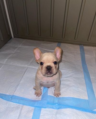 French bulldog puppy