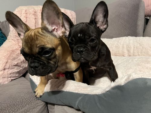 Female French bulldogs