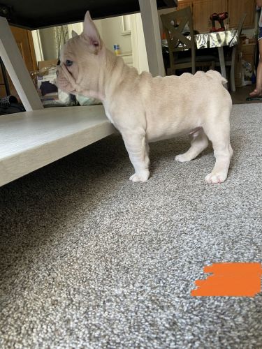 AKC MALE FRENCH BULLDOG