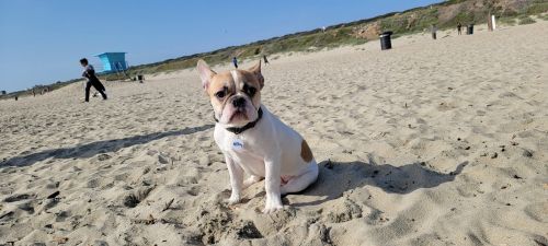 Male French Bulldog