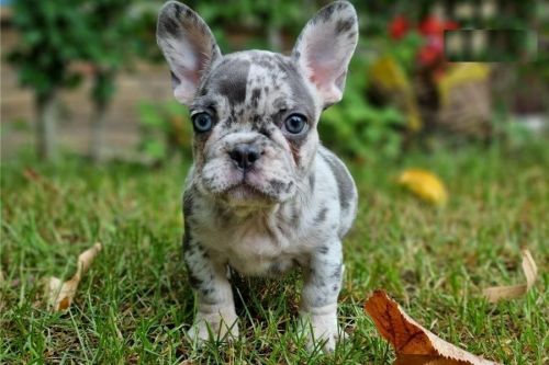 Beautiful Little french Bulldog Puppy
