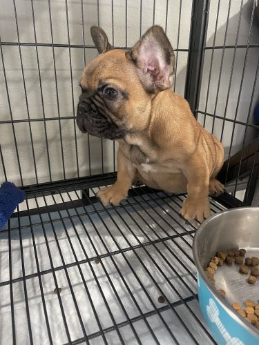 Akc French bulldog