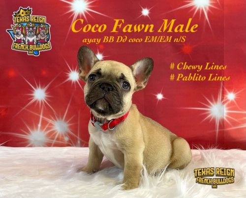 Coco Fawn Male