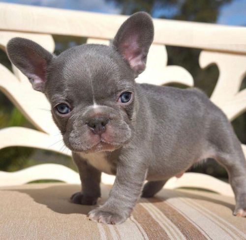 French Bulldog Puppies