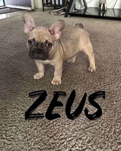 French Bulldog Puppy
