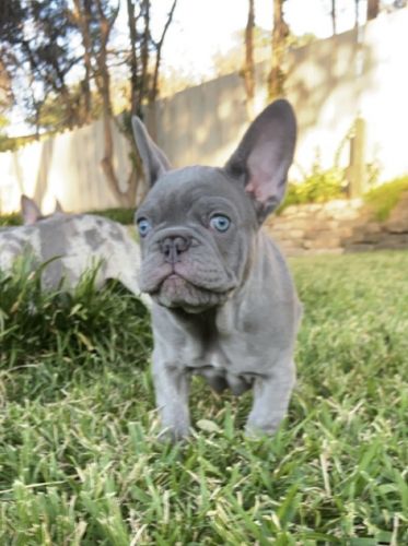 Male Lilac French Bulldog