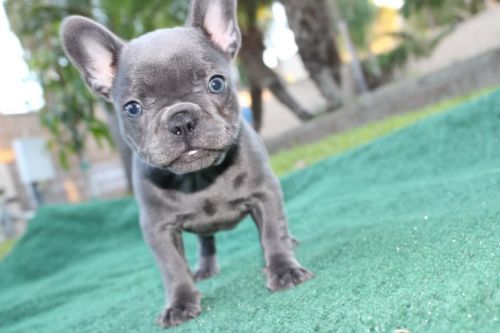 Frenchie puppies