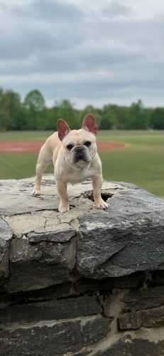 Frenchie for sale