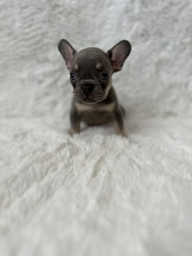 FRENCHIE PUPPIES