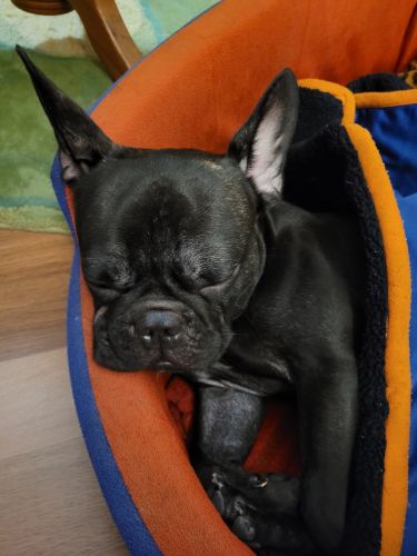 French Bulldog Puppies for sale in New Delhi, Delhi, India. price: NA