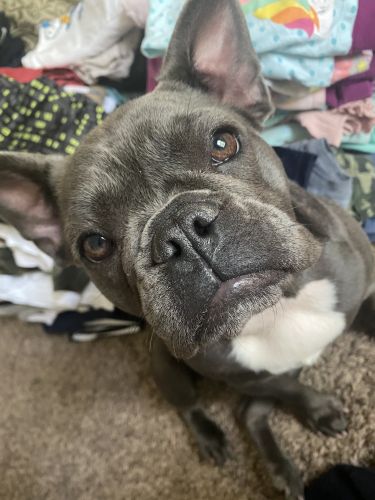 Male and female 1 years old both akc