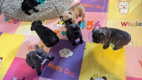 French Bulldog Puppies
