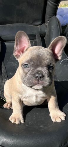 French Bulldog Puppies