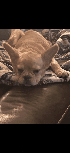 FLUFFY FRENCHIE FEMALE