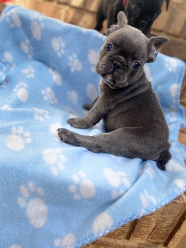Purebred Exotic French Bulldogs