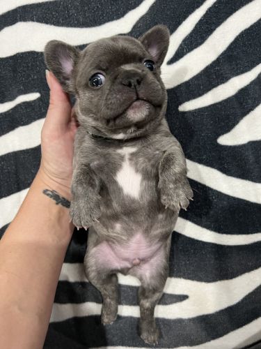 Adorable French Bulldog Puppies