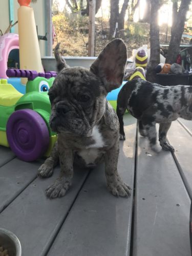 fluffy blue merle frenchie