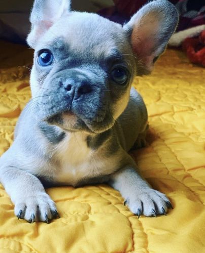 Frenchie puppy