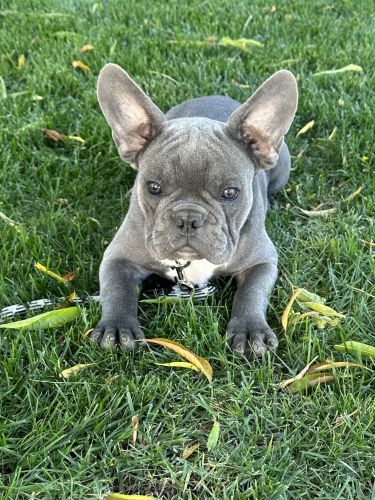 French Bulldog puppies