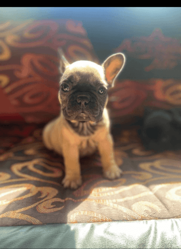 French bulldogs puppies