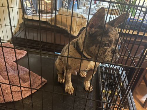 French Bulldog Puppies for sale in Austin, TX, USA. price: $2,000