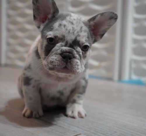 FRENCH BULLDOG FLUFFY CARRIER