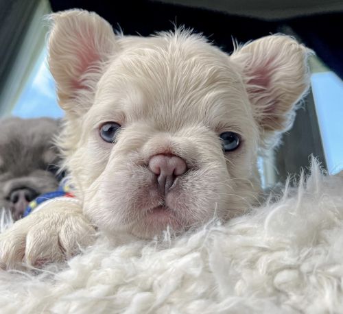AKC FRENCH BULLDOG PUPPIES FLUFFY CARRIERS