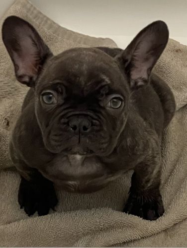 French bulldog