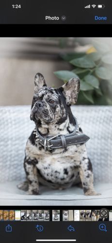 French Bulldog