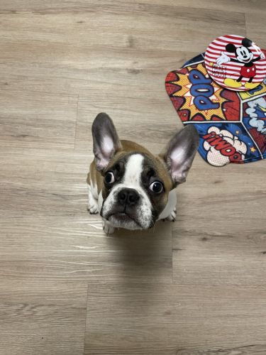 Sweet puppy needs good home