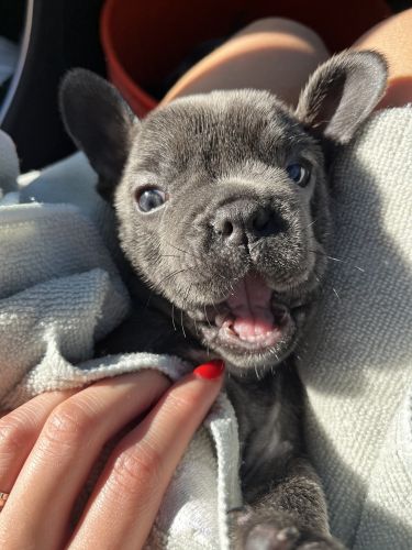 BLUE FRENCH BULLDOG PUPPIES