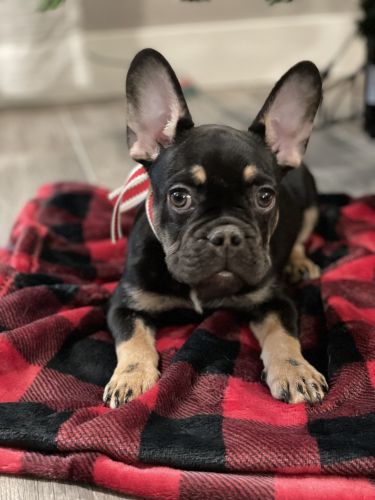 Puppies ready for Christmas