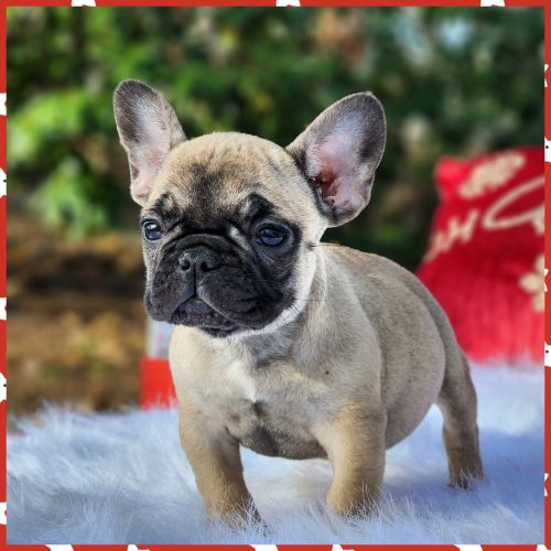 FRENCH BULLDOG PUPPY