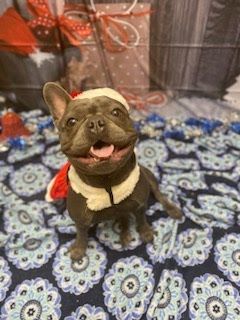 Fun loving Frenchie