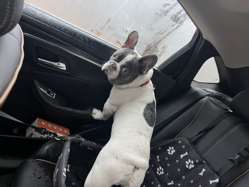French Bulldog Puppies for sale in Washington, DC 20017, USA. price: NA