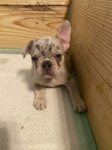 Akc pure bread puppies