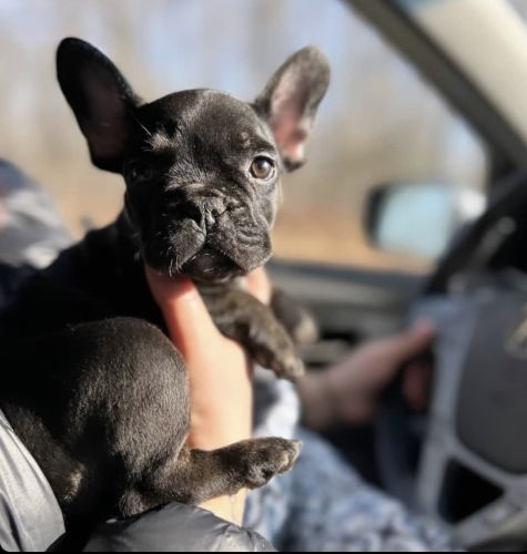 Male French Bulldog