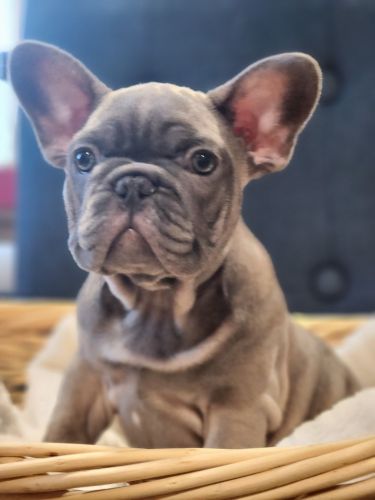 French Bulldog puppies