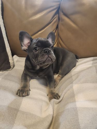 French bulldog puppies