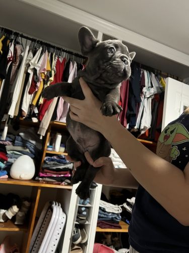 Bubba Gump the French Bulldog