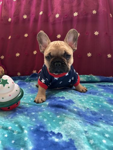 Puppy’s from champion parents in Europe