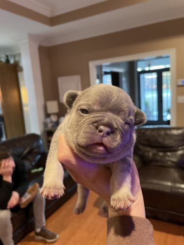 AKC French Bulldogs fluffy carriers