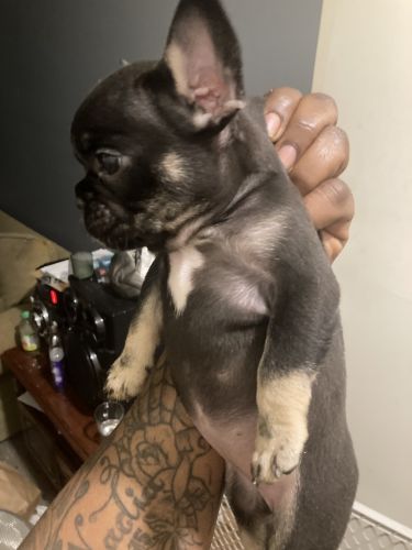 6week female French bulldog