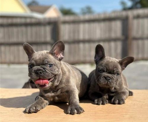 French bulldog puppies